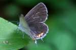 Eastern Tailed-Blue Butterfly
