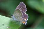 Eastern Tailed-Blue Butterfly