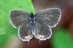 Eastern Tailed-Blue Butterfly