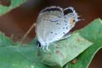 Eastern Tailed-Blue Butterfly