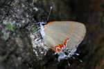 Red-banded HairstreakButterfly