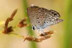 Ceraunus Blue Butterfly