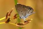 Ceraunus Blue Butterfly