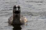 Pied-billed Grebe