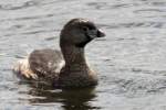 Pied-billed Grebe