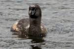 Pied-billed Grebe