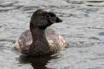 Pied-billed Grebe