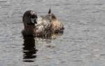 Pied-billed Grebe