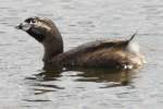 Pied-billed Grebe