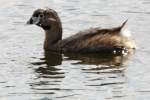 Pied-billed Grebe