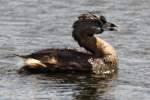 Pied-billed Grebe