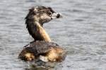 Pied-billed Grebe