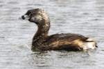 Pied-billed Grebe