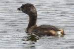 Pied-billed Grebe