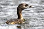 Pied-billed Grebe