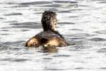 Pied-billed Grebe