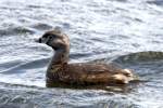 Pied-billed Grebe