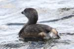 Pied-billed Grebe