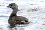 Pied-billed Grebe