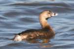 Pied-billed Grebe