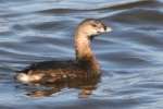 Pied-billed Grebe