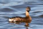 Pied-billed Grebe