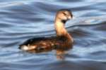 Pied-billed Grebe