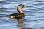 Pied-billed Grebe