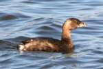 Pied-billed Grebe