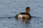 Pied-billed Grebe