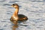 Pied-billed Grebe