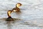 Pied-billed Grebe