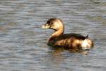 Pied-billed Grebe