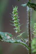 Lanceleaf Ragweed