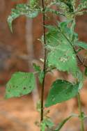 Lanceleaf Ragweed