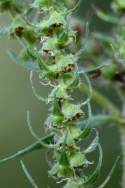 Lanceleaf Ragweed