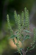 Lanceleaf Ragweed