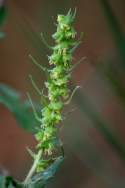 Lanceleaf Ragweed