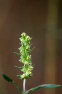 Lanceleaf Ragweed