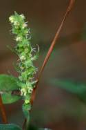 Lanceleaf Ragweed