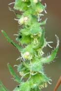 Lanceleaf Ragweed