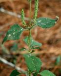 Lanceleaf Ragweed