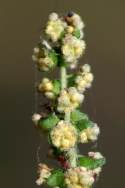 Common Ragweed