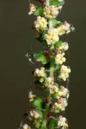 Common Ragweed