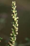 Common Ragweed