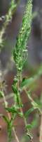 Lanceleaf Ragweed