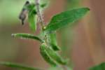 Lanceleaf Ragweed