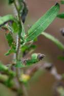 Lanceleaf Ragweed