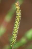 Lanceleaf Ragweed