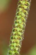 Lanceleaf Ragweed